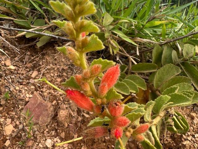 Terreno em Condomínio para Venda em Aragoiânia - 5