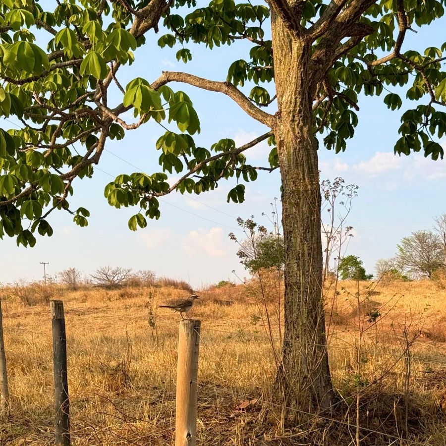 Chácara - Venda - Zona Rural - Guapó - GO