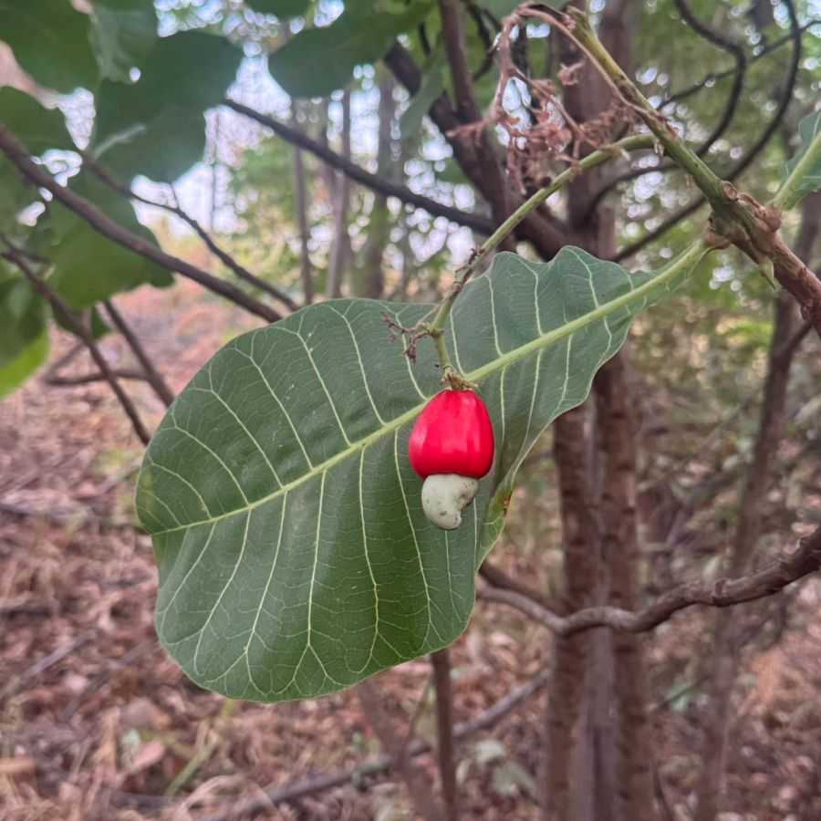Chácara - Venda - Zona Rural - Guapó - GO
