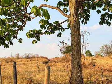 CH�CARA EM GUAP�