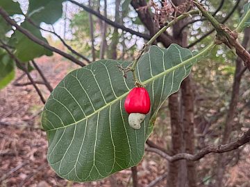 CH�CARA EM GUAP�